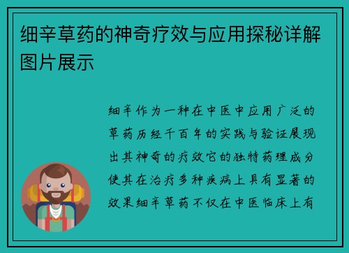 细辛草药的神奇疗效与应用探秘详解图片展示